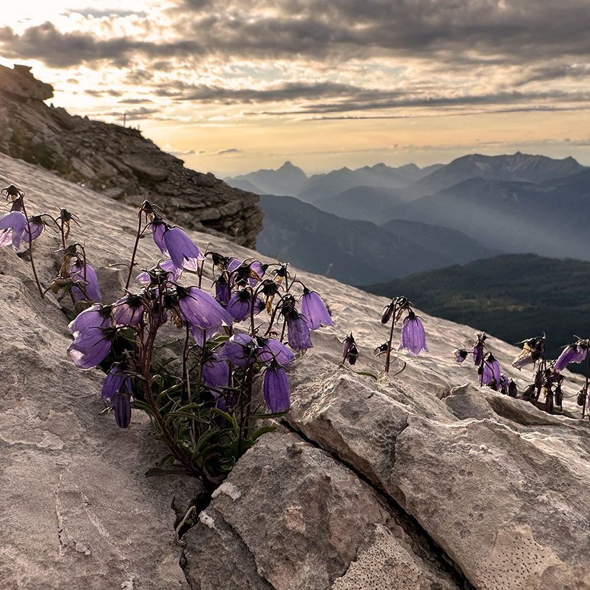 Violette Glockenblumen wachsen in mehr als 2.000 Metern Höhe in einer Felsspalte