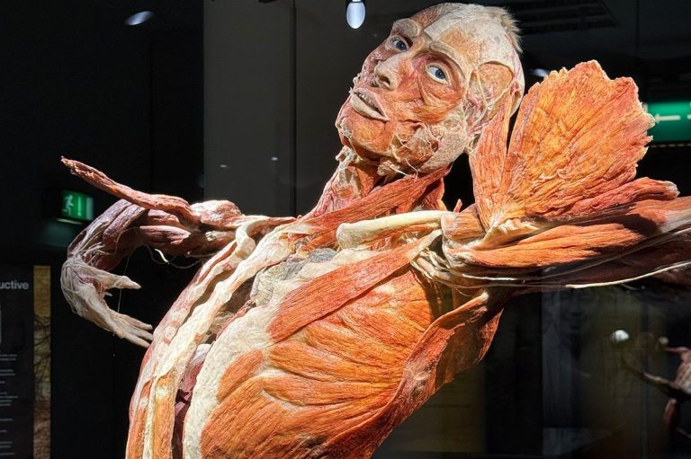 An den ausgestellten Plastinaten, wie diesem sportlichen Mann, wurde deutlich, was dem Körper gut tut und was ihm eher schadet.